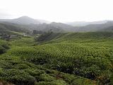04 Cameron Highlands-Piantagioni di te